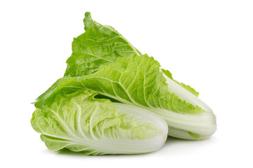 fresh napa cabbage on white background.