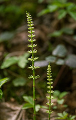 Beautiful horsetail sprouts in spring on a natural background