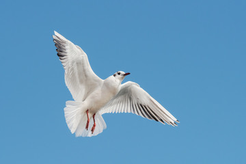 Black-headed Gull, Chroicocephalus ridibundus