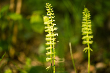 Beautiful horsetail sprouts in spring on a natural background