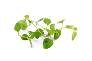 fresh Oregano herb on white background.