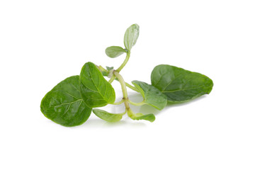 fresh Oregano herb on white background.