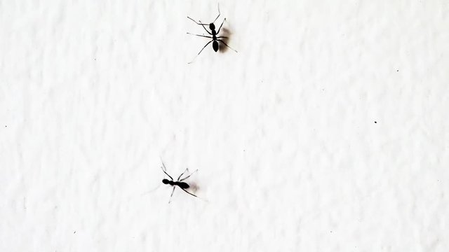 black ants on a white wall