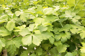 fresh green parsley leaves as background