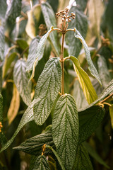 Beautiful green leaves in spring on a natural background