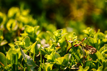 Beautiful green leaves in spring on a natural background