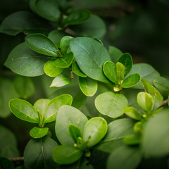 Fototapeta na wymiar Beautiful green leaves in spring on a natural background