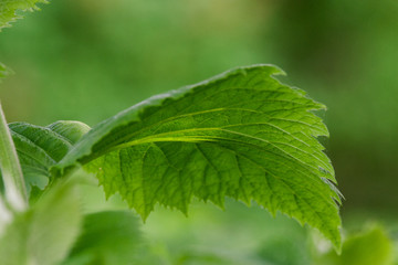 Beautiful green leaves in spring on a natural background
