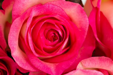 multicolored white-pink rose closeup
