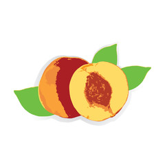 peach with leaves and half a peach with pits isolated on white abstract background creative vector element for design