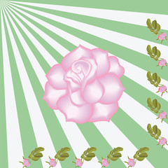 rose corner frame pink bud with leaves rays of the sun light background Art creative vector design element