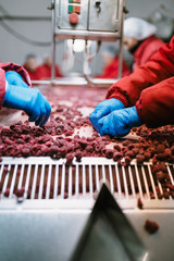 People at work. Unrecognizable workers hands in protective blue gloves make selection of frozen raspberries. Factory for freezing and packing of fruits and vegetables. Low light and visible noise.