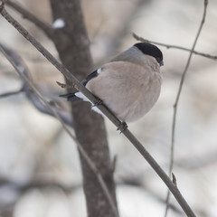 Brown Female of Eurasian Bullfinch, Pyrrhula pyrrhula, close-up portrait on branch with bokeh background, selective focus, shallow DOF