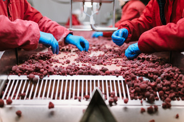 People at work. Unrecognizable workers hands in protective blue gloves make selection of frozen raspberries. Factory for freezing and packing of fruits and vegetables. Low light and visible noise.