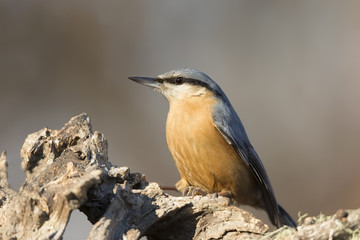 Eurasian nuthatch