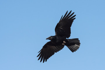 Obraz premium Carrion Crow, Crow, Corvus Corone