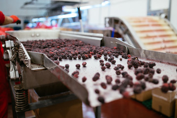 Food industry. Line for calibration of frozen blackberry fruits. Blurred group of unrecognizable workers in background.