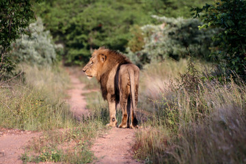 walking lion