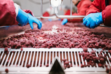 People at work. Unrecognizable workers hands in protective blue gloves make selection of frozen raspberries. Factory for freezing and packing of fruits and vegetables. Low light and visible noise.
