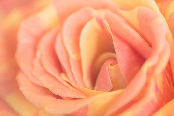 Close up of rose,some parts are blurry,and others sharp