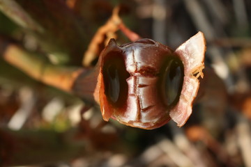 broken bamboo