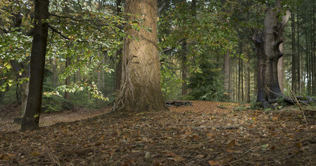 Forest Maatschappij van Weldadigheid Netherlands. Sterrebos. Frederiksoord Drenthe Netherlands. Fall. Autumn. Beechtrees.