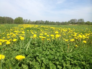 Löwenzahn Wiese, Frühling