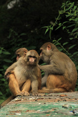 Monkey,There are two major types of monkey: New World monkeys  from South and Central America and Old World monkeys  from Africa and Asia.