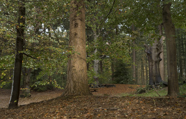 Forest Maatschappij van Weldadigheid Netherlands. Sterrebos. Frederiksoord Drenthe Netherlands. Fall. Autumn. Beechtrees.
