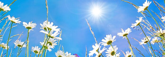 Frühlingserwachen: Meditation, Relaxen in Blumenwiese mit leuchtend schönen Margeriten :) 