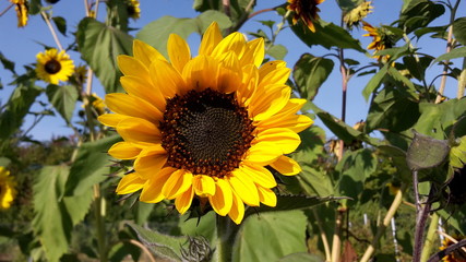 Obraz premium Sonnenblume
