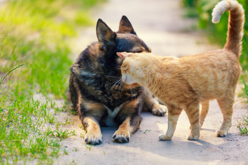 Red Cat rubs head against dog in the yard on dirt road