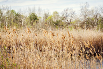 reeds on the river bank,beautiful river with reeds in the autumn,Dry reed bending over the water....