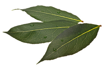 Fresh bay laurel (Laurus) leaves, paths