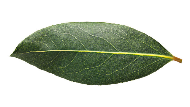 Fresh bay laurel (Laurus) leaf, paths