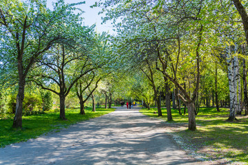 Fototapeta na wymiar In the spring path among the trees in a city park