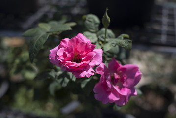 Pink roses in the garden