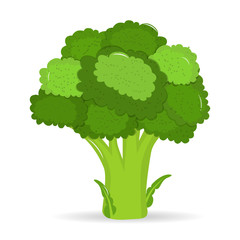 Artistic hand drawn broccoli illustration. Fresh green broccoli, vector illustration