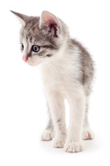 Obraz premium Small gray kitten.