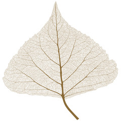 Isolated leaf with ribs, Autumn color