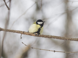 Great tit, Parus Major, close-up portrait on branch with bokeh background, selective focus, shallow DOF