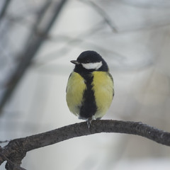 Great tit, Parus Major, close-up portrait on branch with bokeh background, selective focus, shallow DOF