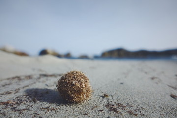 Tumbleweed at beach