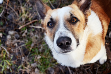 red homeless dog with sincere and kind eyes