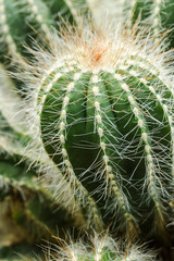 Green small cactus