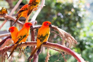 Beautiful parrot, on tree branch.