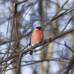 Red-colored Male of Eurasian Bullfinch, Pyrrhula pyrrhula, close-up portrait on branch with bokeh background, selective focus, shallow DOF
