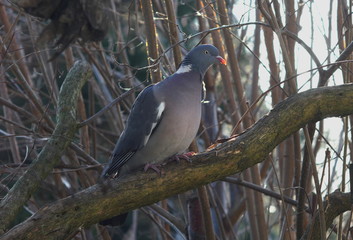  wild pigeon