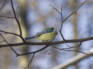 Eurasian blue tit, Cyanistes caeruleus, sitting in branches, closeup portrait, selective focus, shallow DOF