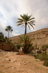 Fototapeta na wymiar Oman : Wadi Bani Khalid 